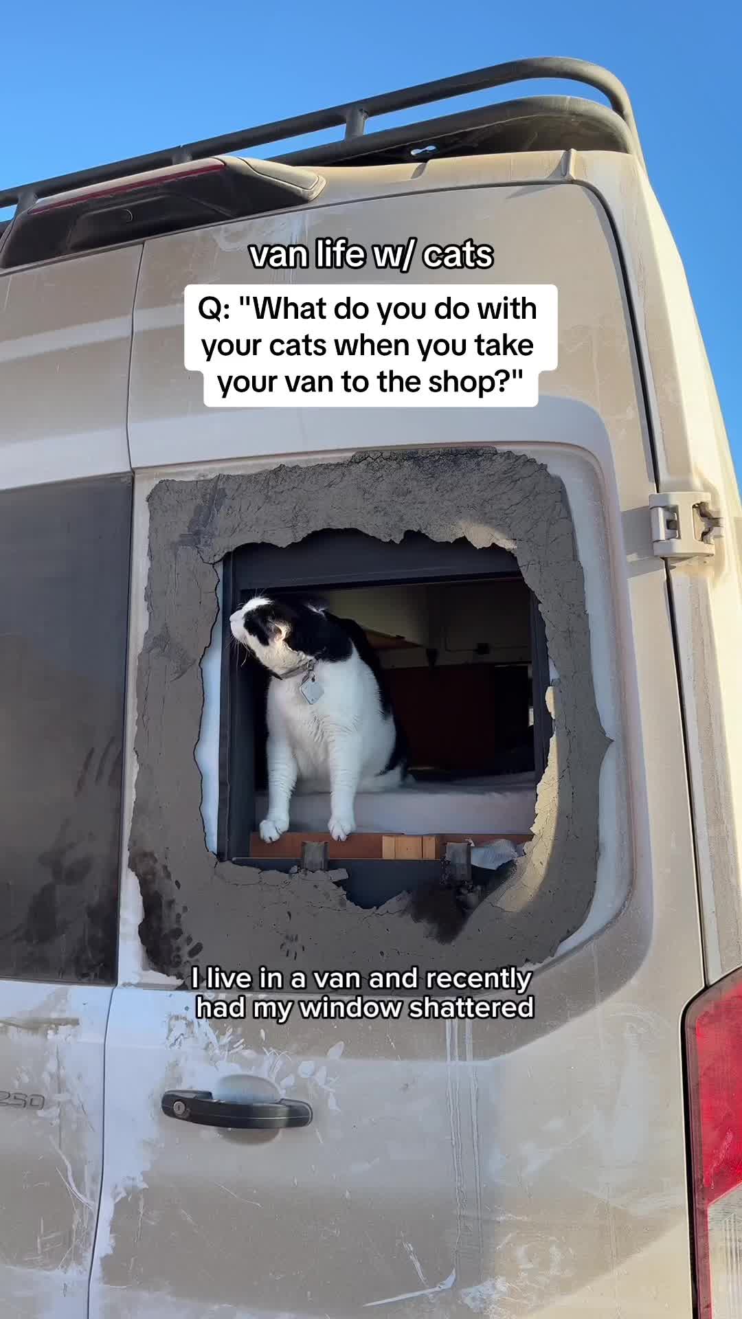 @quingable — solo van life: what I do with my cats when I go to the shop👇🏻