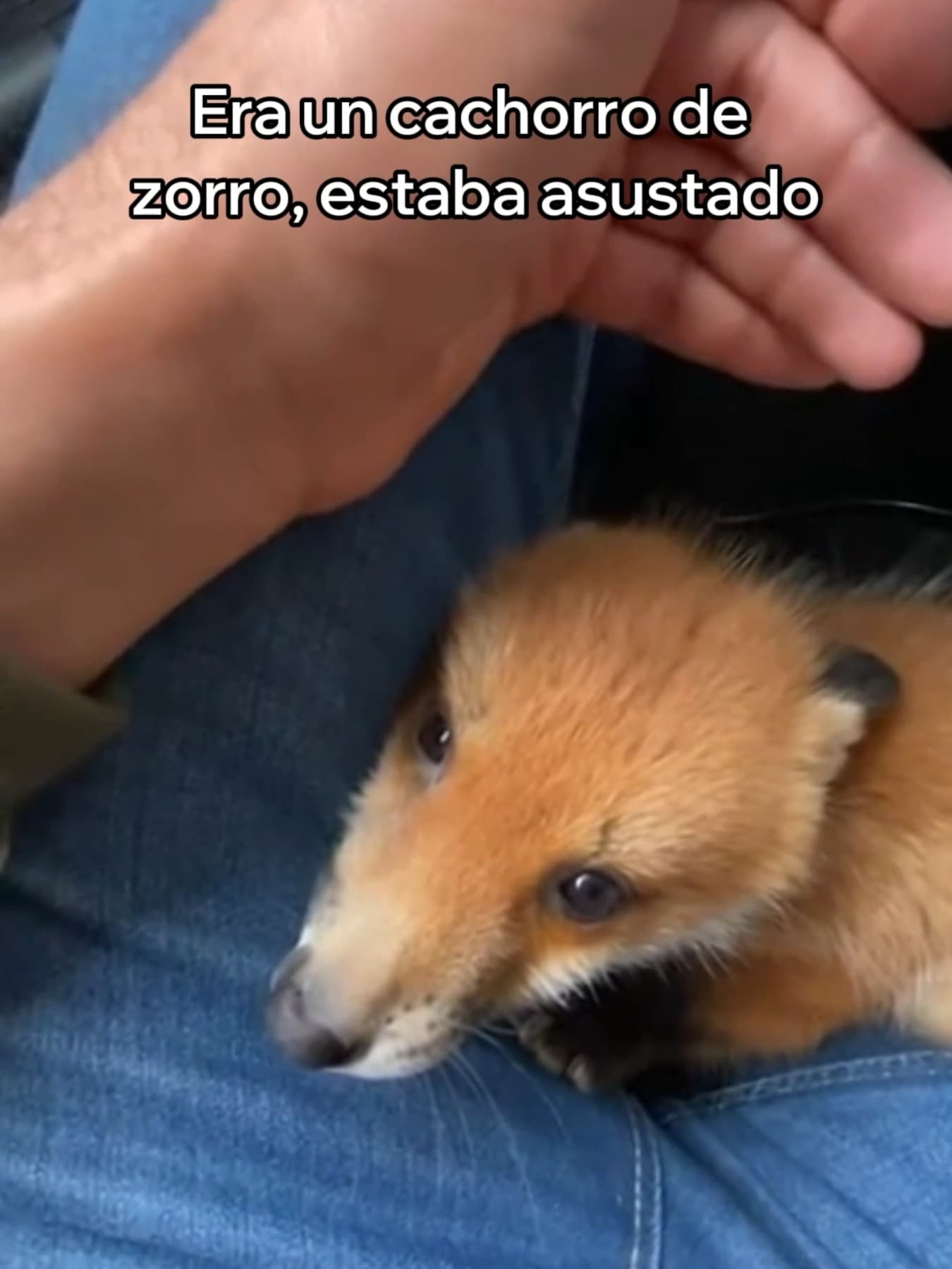 @mundossalvaje — Salvé a Un Zorro Del Ataque De Un Oso