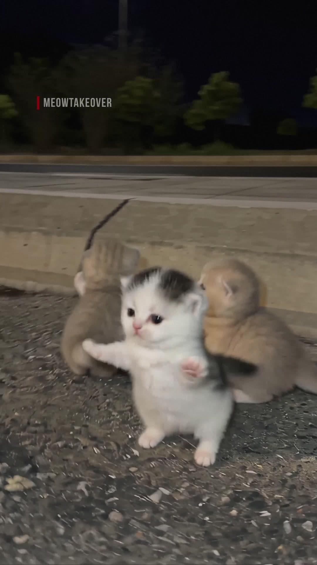 @meowtakeover — بساس جدة في الاجازة! 🦟😾💪