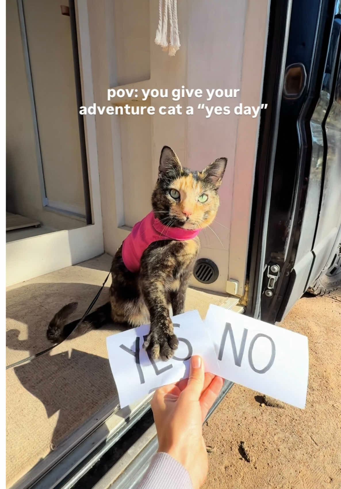 @scarletandseth — We let Sasha choose her dream day and I can’t believe what happened #ad 🥹 thank you to @Petco for making it possible 🫶🏼✨ some of her summer must-haves are her life jacket, fishing rod and disc laun