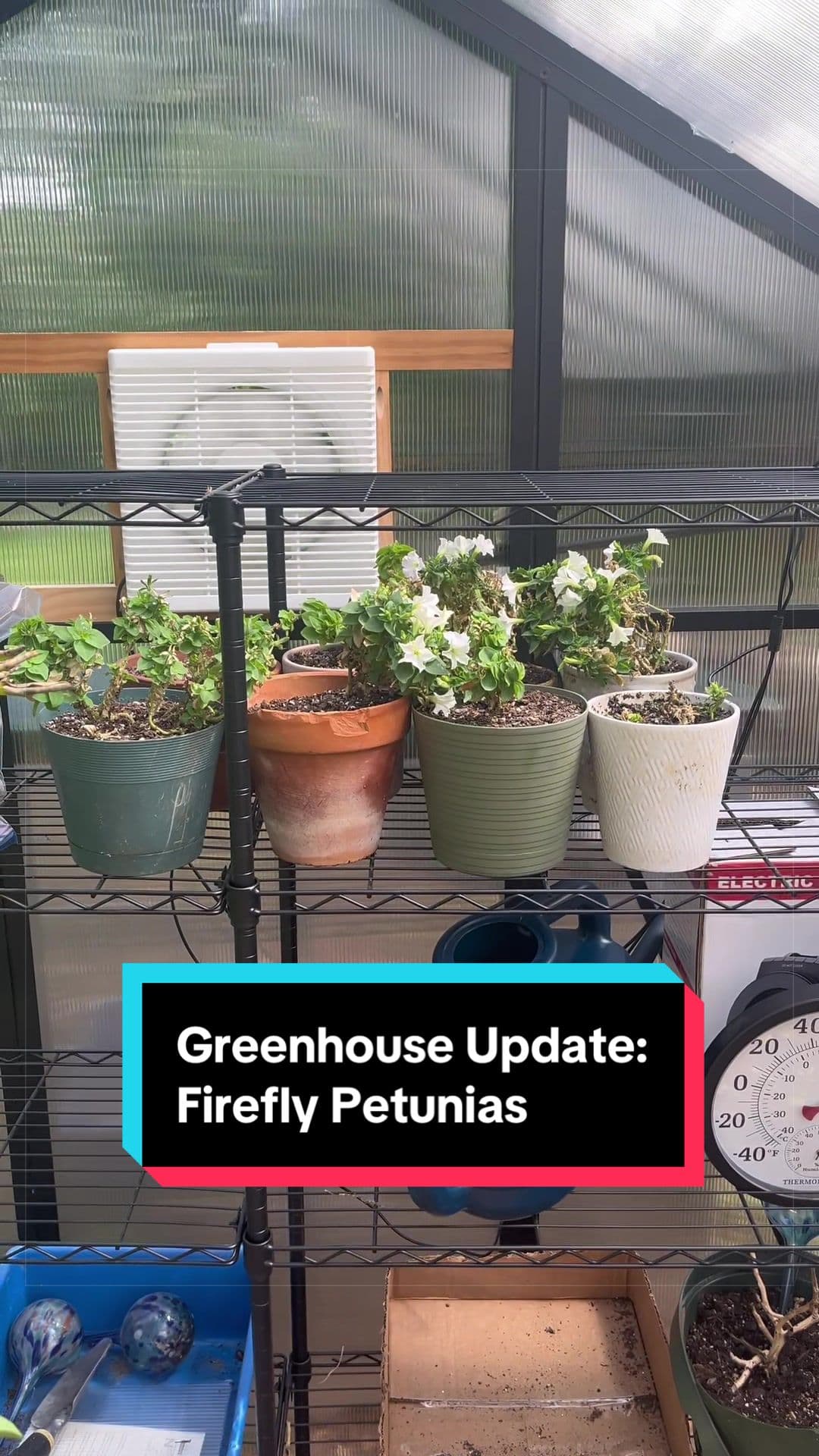 @chefjoeycharney — Greenhouse Update!!