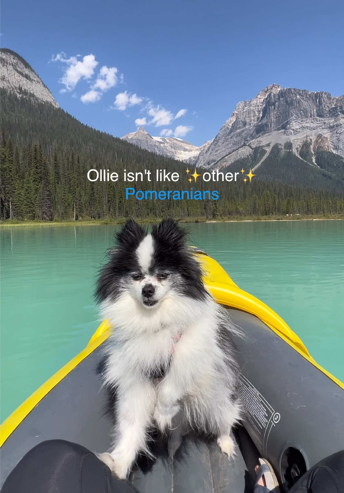 @madisonxtyler — #BlueBuffaloPartner Ollie isn't your typical Pomeranian! When we first started RVing, we never could have imagined just how much Ollie would become an adventure dog!!!🚐🏔️🐾